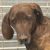 Wythe County Dog Shelter, Wytheville, VA