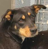 Wythe County Dog Shelter, Wytheville, VA